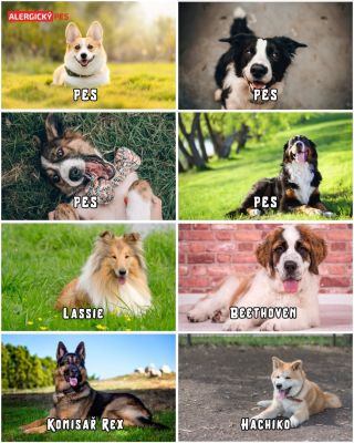 🐕Existují dva typy psů: 🐾 Ty, které poznáte podle plemene… 🎬 A ty, které poznáte podle filmu. Lassie, Hačikó, Beethoven,...
