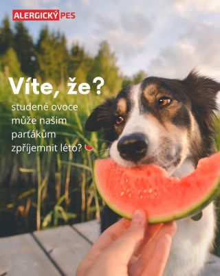 🍉 Letní tip pro ochlazení psa 🐾 Naši parťáci snášejí horko hůře než my. Neumí se ochladit pocením a snadno jim hrozí...