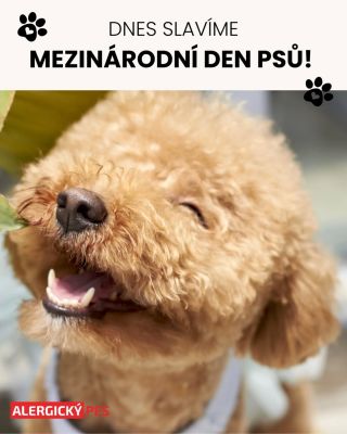 🐾 Dnes slavíme Mezinárodní den psů! 🐾 Naši chlupatí parťáci nám každý den dávají radost, lásku i důvod k úsměvu. 💛 Dnes je...