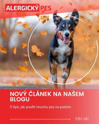 🍂 5 tipů, jak posílit imunitu psa na podzim 🐶💪 Podzim je tady. Dny se krátí, teploty klesají a imunita našich čtyřnohých...