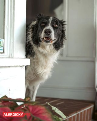 Říkají, že pes tě nikdy nesoudí… Ale! ten pohled když si vezmu sušenku jen pro sebe říká něco jiného. 👀🍪😂 Přejeme vám...