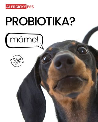 🦠 Zdravé střevo = zdravý pes Střevní mikrobiom ovlivňuje trávení, imunitu i stav kůže. Každé probiotikum má trochu jiný...